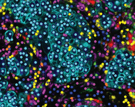 Multispectral image of stained tissue.