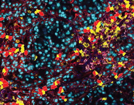 Visualization of touching cells